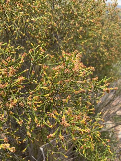 Passerina truncata, photographed by Dave Richardson