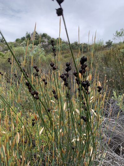 Elegia macrocarpa, photographed by Dave Richardson