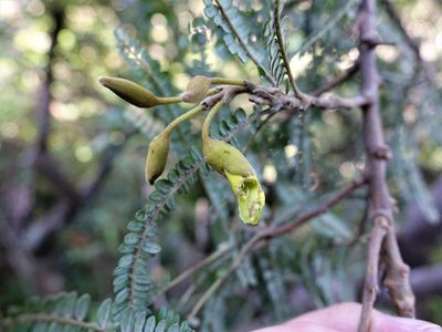 Sophora fulvida, photographed by Jacqui Geux