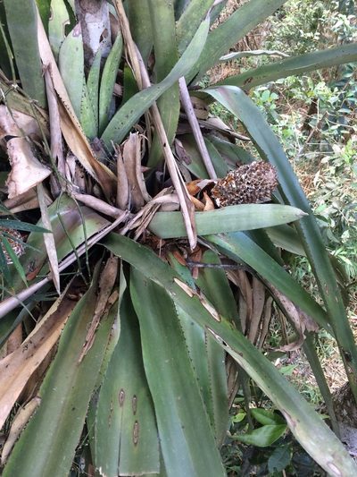 Aechmea perforata, photographed by B. Phalan