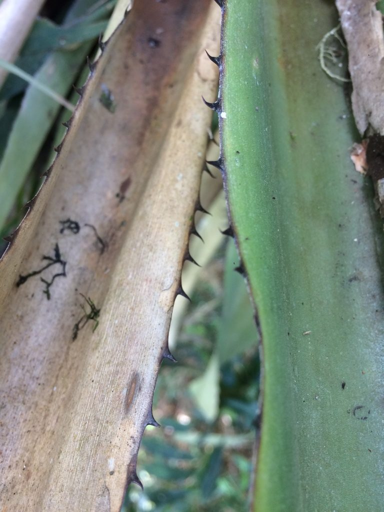 Aechmea perforata, photographed by B. Phalan