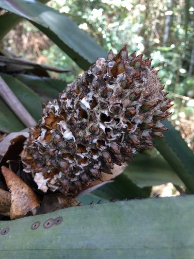Aechmea perforata, photographed by B. Phalan