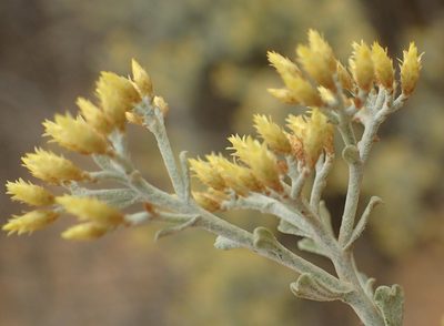 Helichrysum excisum, photographed by Nicola van Berkel