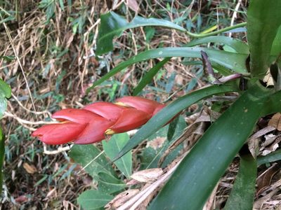 Vriesea heterostachys, photographed by B. Phalan