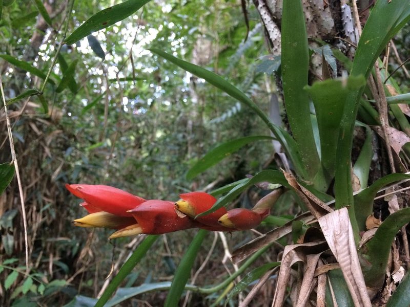 Vriesea heterostachys, photographed by B. Phalan