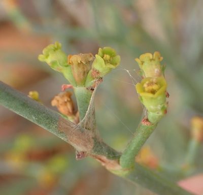 Euphorbia racemosa, photographed by Nicola van Berkel
