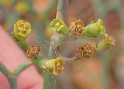 Euphorbia racemosa, photographed by Nicola van Berkel