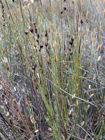Elegia macrocarpa, photographed by Dave Richardson