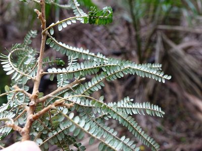 Sophora fulvida, photographed by Jacqui Geux