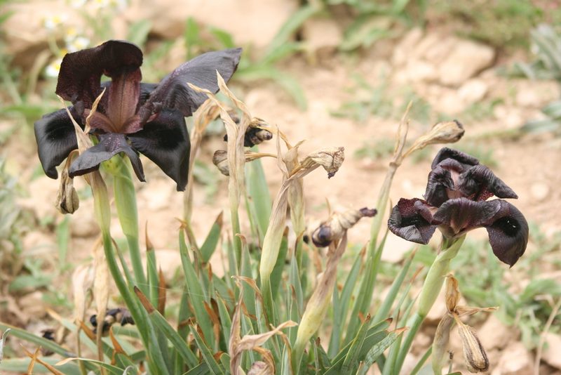 Iris nigricans, photographed by Santiago Martín-Bravo