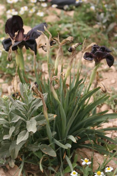 Iris nigricans, photographed by Santiago Martín-Bravo