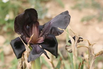 Iris nigricans, photographed by Santiago Martín-Bravo