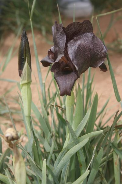 Iris nigricans, photographed by Santiago Martín-Bravo