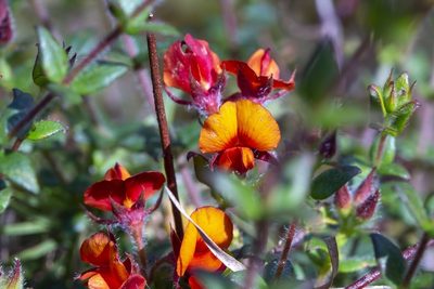 Oxylobium cordifolium, photographed by dhfischer