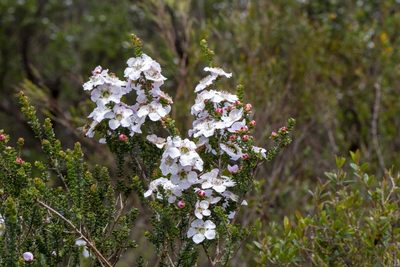 Leptospermum rotundifolium, photographed by dhfischer