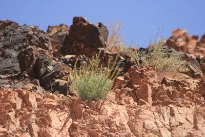 Reseda muricata, photographed by Santiago Martín-Bravo