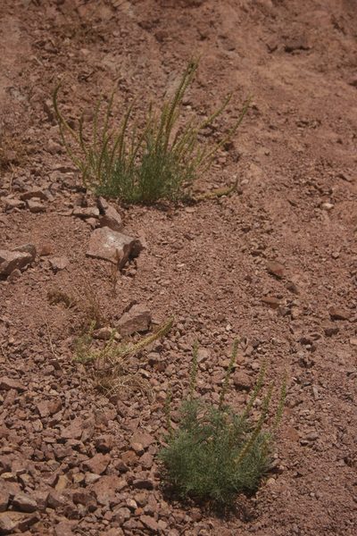 Reseda muricata, photographed by Santiago Martín-Bravo