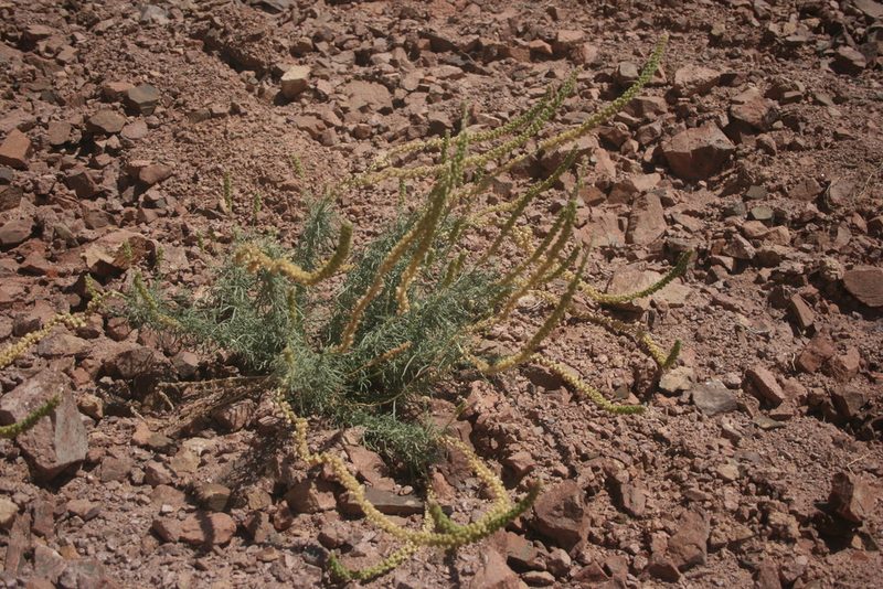 Reseda muricata, photographed by Santiago Martín-Bravo
