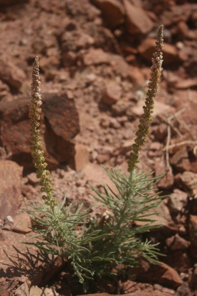 Reseda muricata, photographed by Santiago Martín-Bravo