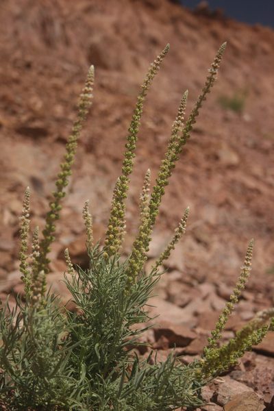 Reseda muricata, photographed by Santiago Martín-Bravo