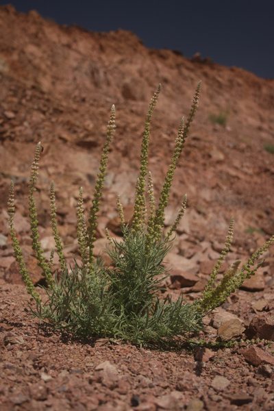 Reseda muricata, photographed by Santiago Martín-Bravo