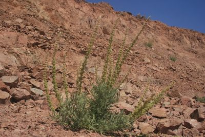 Reseda muricata, photographed by Santiago Martín-Bravo