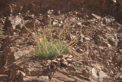 Reseda muricata, photographed by Santiago Martín-Bravo