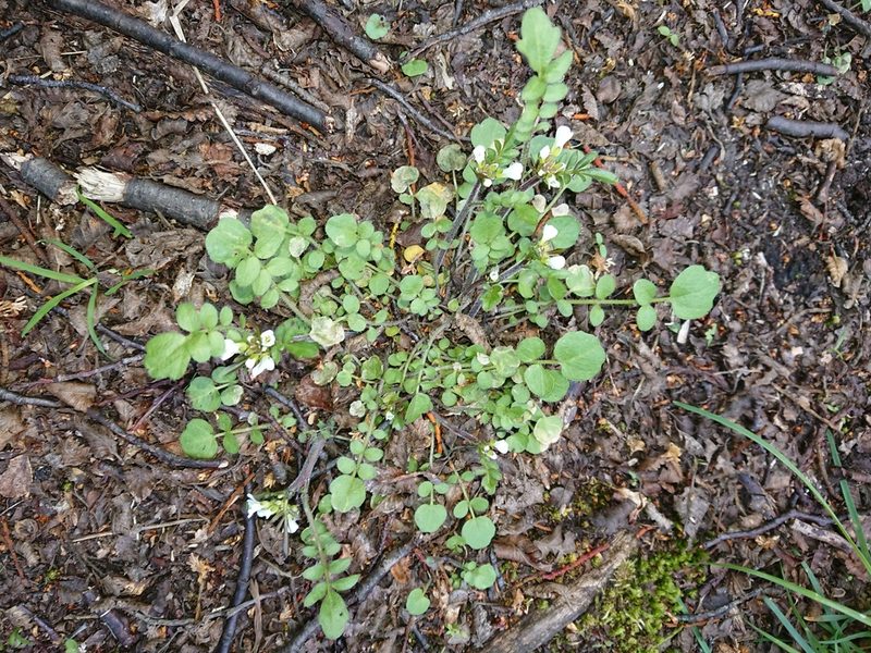 Cardamine glacialis, photographed by María Regina Silva