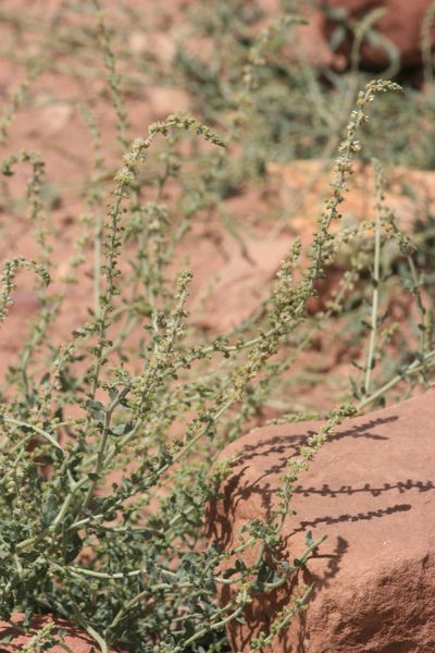 Caylusea hexagyna, photographed by Santiago Martín-Bravo