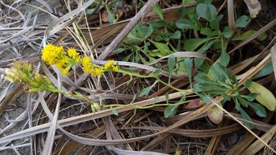 Solidago spathulata