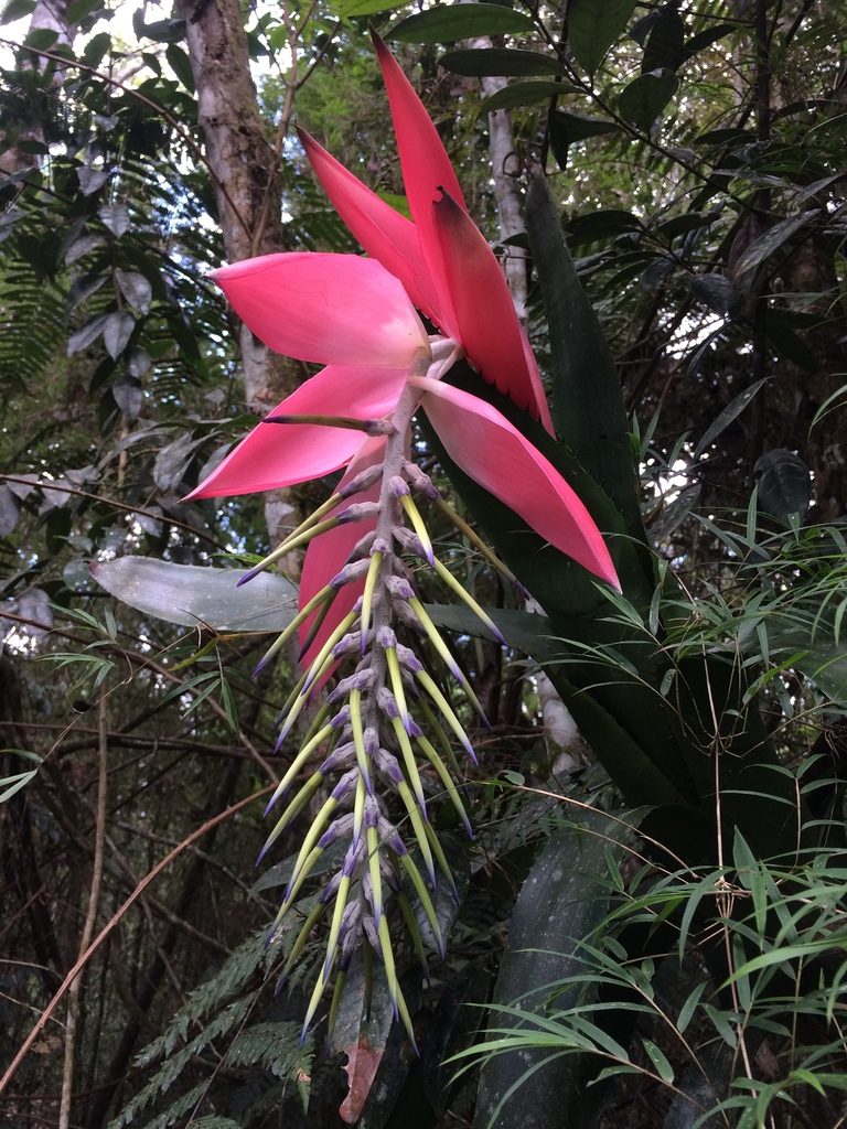 Billbergia alfonsi-joannis, photographed by B. Phalan