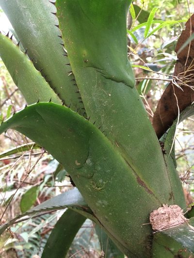 Billbergia alfonsi-joannis, photographed by B. Phalan
