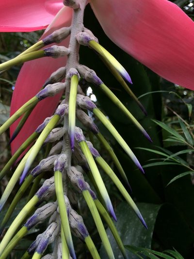 Billbergia alfonsi-joannis, photographed by B. Phalan