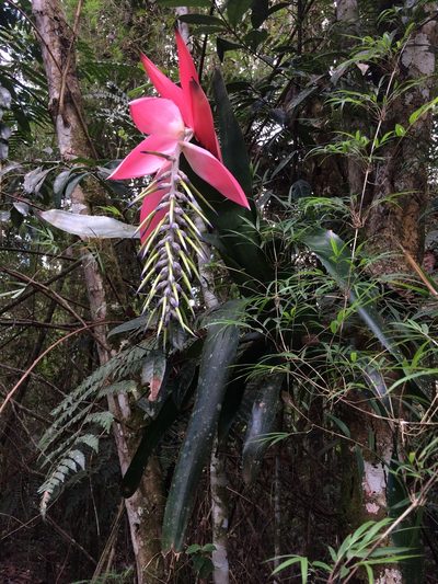 Billbergia alfonsi-joannis, photographed by B. Phalan