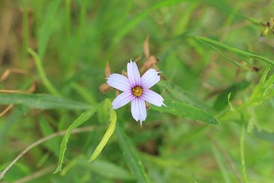 Sisyrinchium platense, photographed by Romi Galeota Lencina