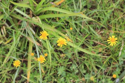 Acmella decumbens, photographed by Romi Galeota Lencina