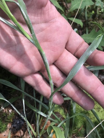 Pityopsis graminifolia, photographed by Michael Ellis