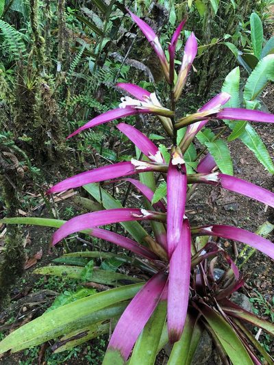 Guzmania wittmackii, photographed by desertnaturalist