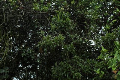 Chromolaena perglabra, photographed by Andrés Ramírez-Barrera
