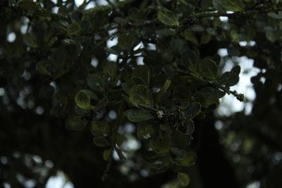 Ilex microphylla, photographed by Andrés Ramírez-Barrera