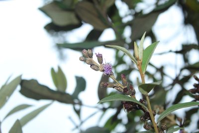 Lepidaploa karstenii, photographed by Andrés Ramírez-Barrera