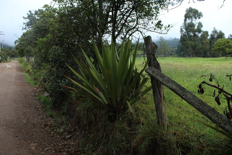 Furcraea cabuya, photographed by Andrés Ramírez-Barrera