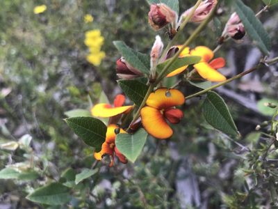 Bossiaea ornata, photographed by Ann Bentley