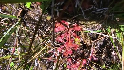 Drosera communis, photographed by Carol Fontes