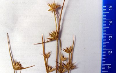 Juncus capitatus, photographed by Peter de Lange