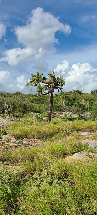 Consolea rubescens, photographed by ritirene