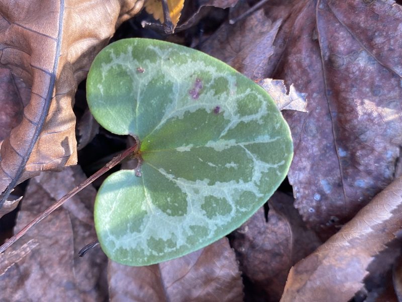 Asarum lewisii, photographed by Alan Weakley
