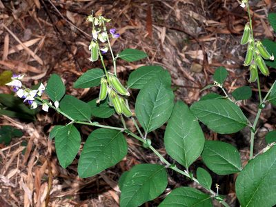 Crotalaria verrucosa, photographed by Jacy Chen