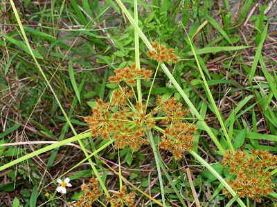 Cyperus compactus, photographed by Jacy Chen