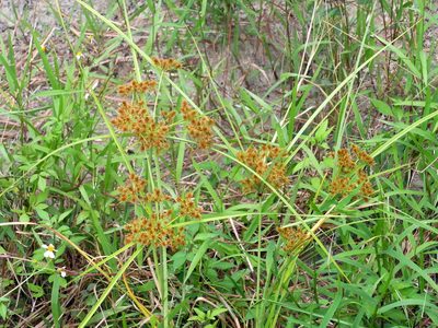 Cyperus compactus, photographed by Jacy Chen